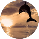 Meli M. profile picture